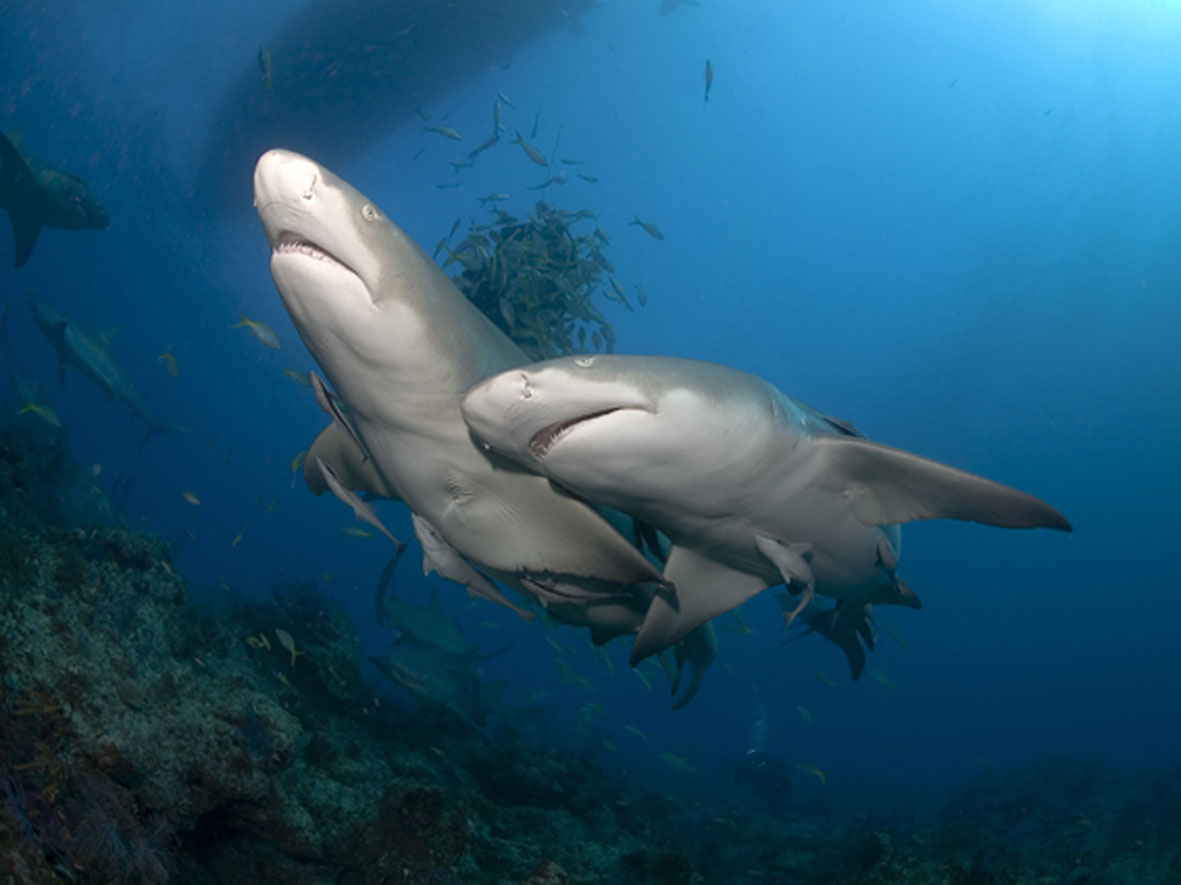Как размножаются акулы фото