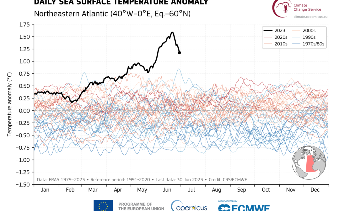 DAILY SEA SURFACE TEMPERATURE ANOMALY